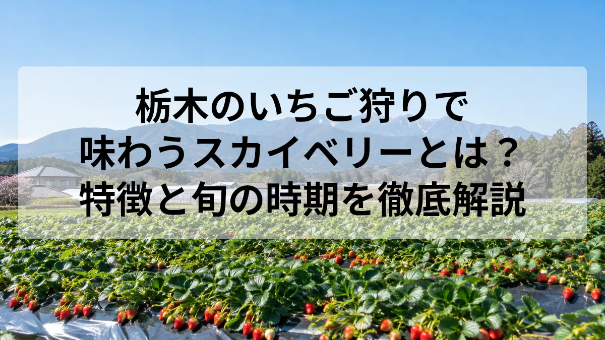 栃木 いちご狩り スカイベリー